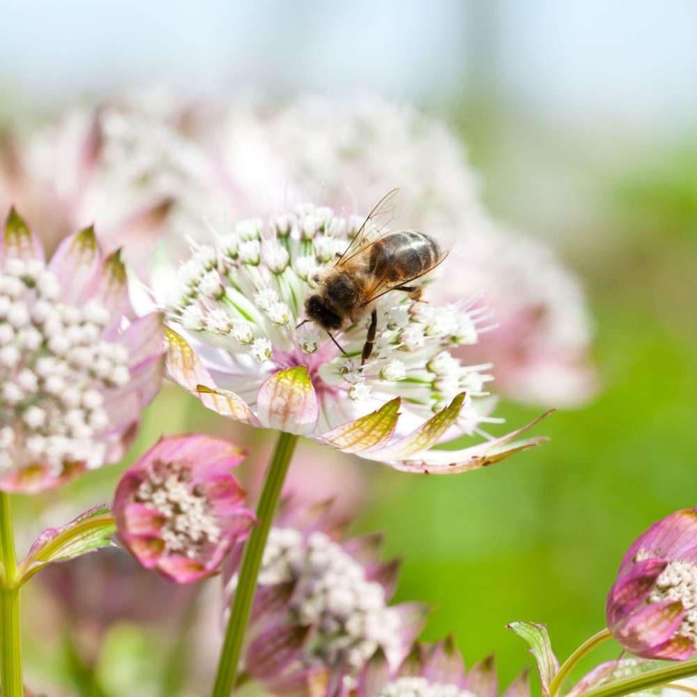 Stjerneskærm 'Major Alba'
